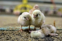 Questo è il vero volto del pollo made in Italy