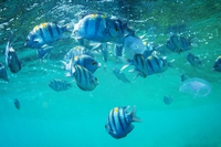 Oceanthon, il primo hakathon dedicato alla salvaguardia del mare