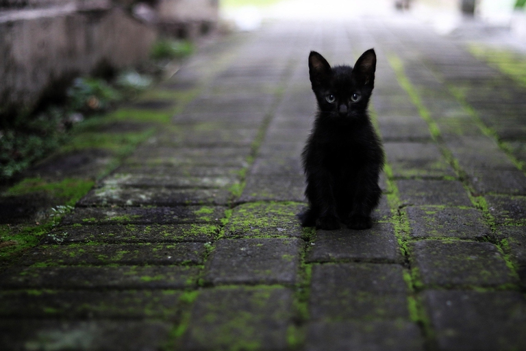 gattino nero