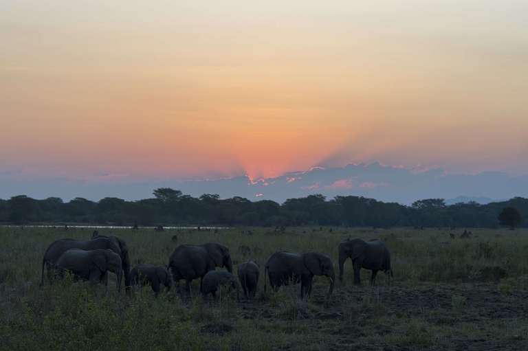 Branco di elefanti africani