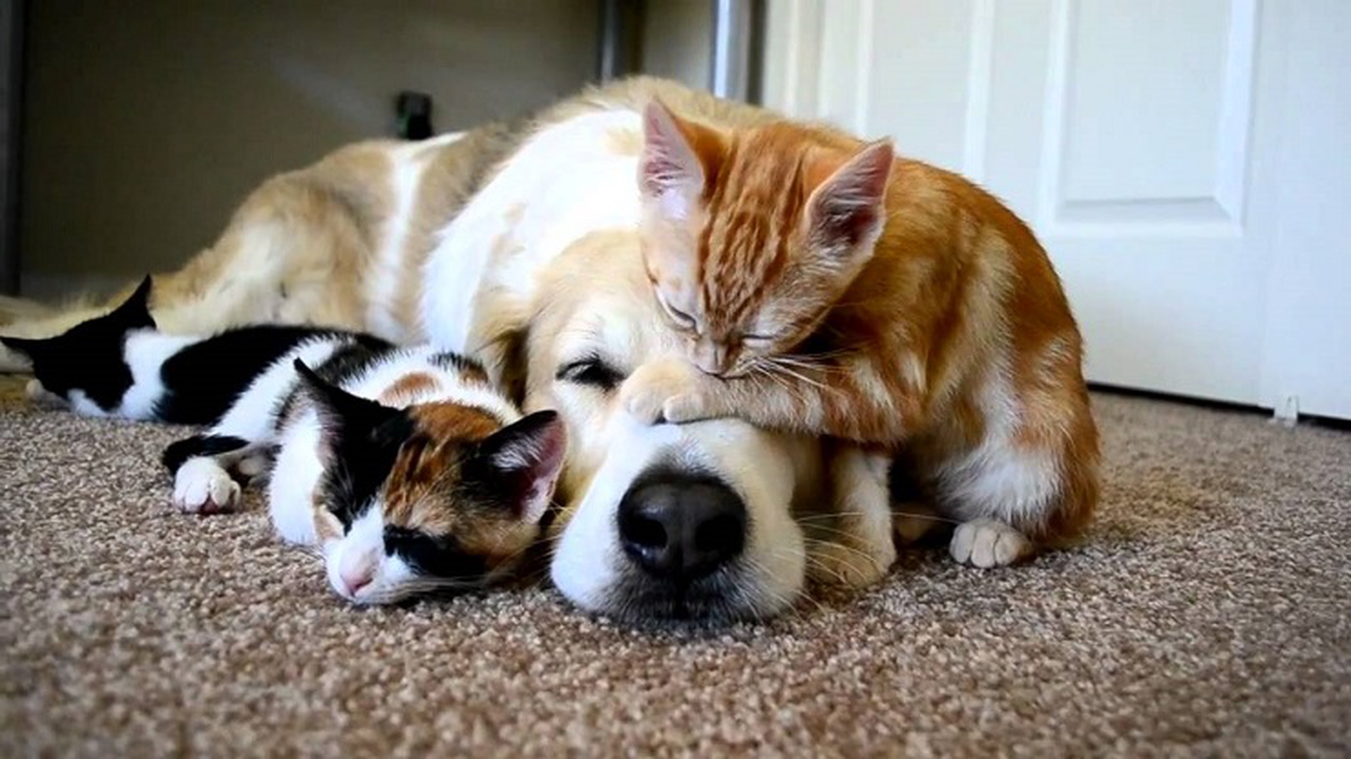 Терпеливые животные. Кошки и собаки. Смешные домашние животные. Фото кошек и собак. Смешное домашнее животное.