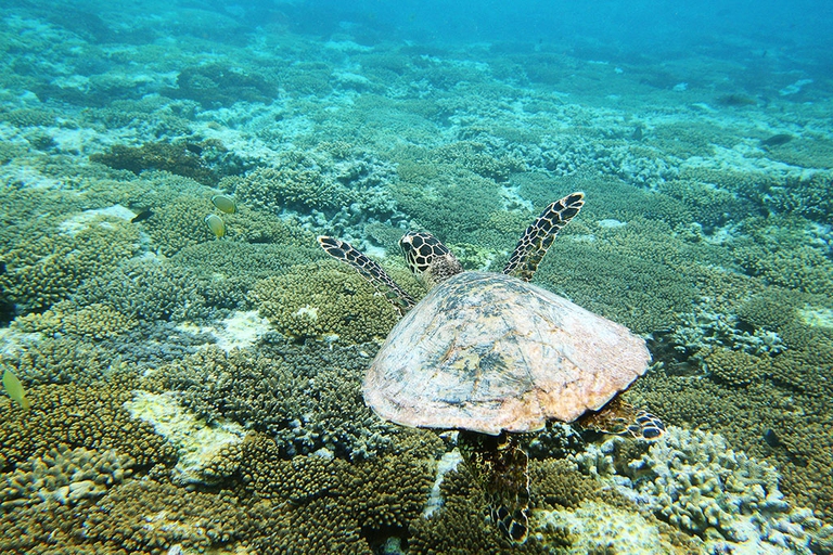 governo australiano stanzia 60 milioni di dollari per la grande barriera corallina