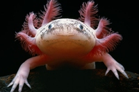 L’axolotl non ride più