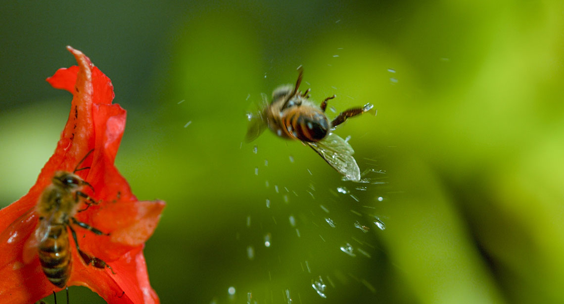 Un'ape in volo in Earth - Un giorno straordinario