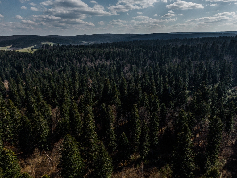 Foreste della Romania abbattute per il pellet: lo svela un’inchiesta internazionale