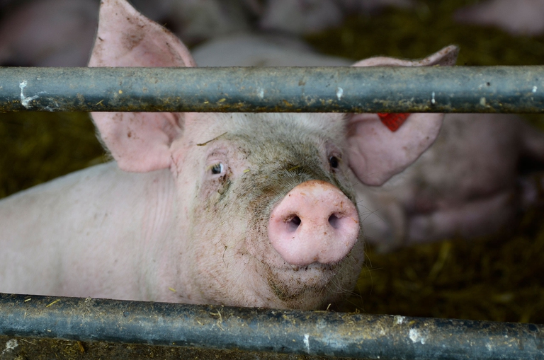 siccità e allevamenti intensivi