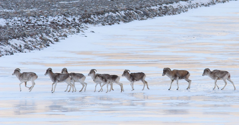 Gruppo di pecore di Marco Polo