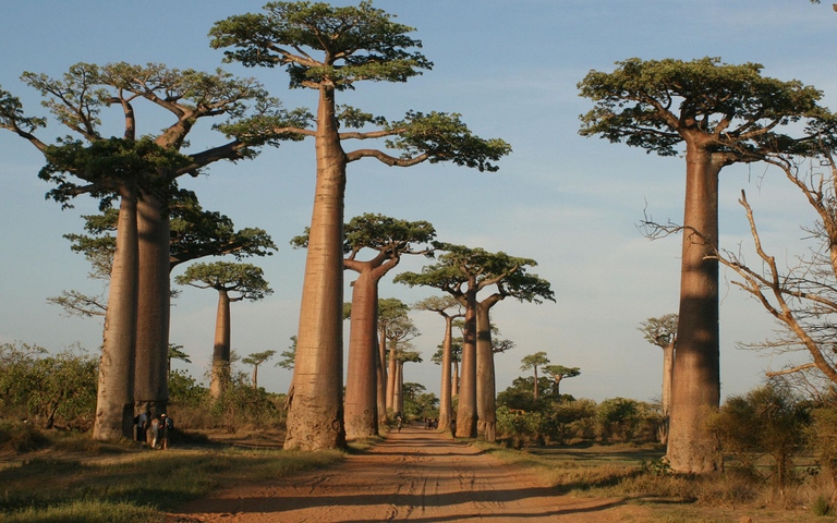 Baobab in Madagascar