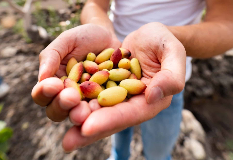 Kymia mallo del pistacchio