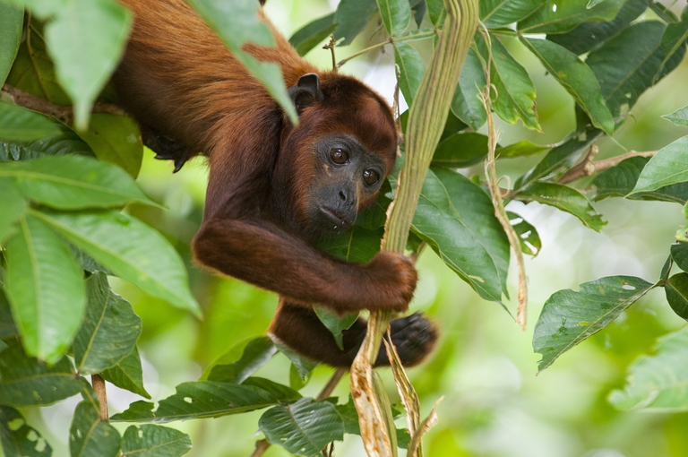 Anche gli animali selvatici hanno dei diritti. Lo stabilisce la Corte costituzionale dell’Ecuador