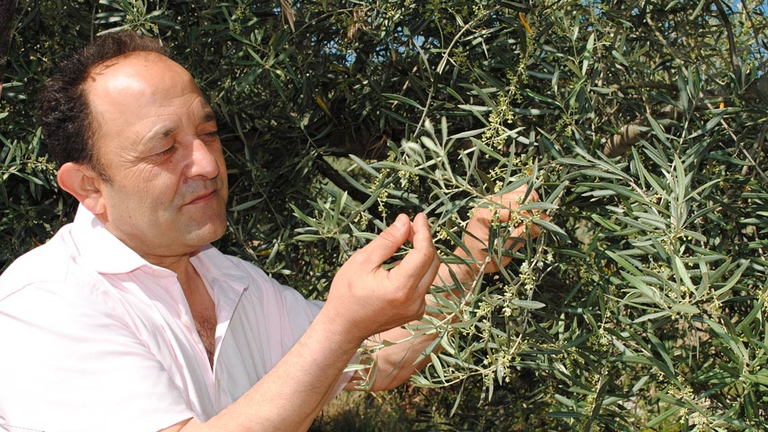 L’Italia vanta un patrimonio di 250 milioni di ulivi ed è l’unico Paese con 533 varietà di olive e 43 oli tutelati dall’Unione Europea.