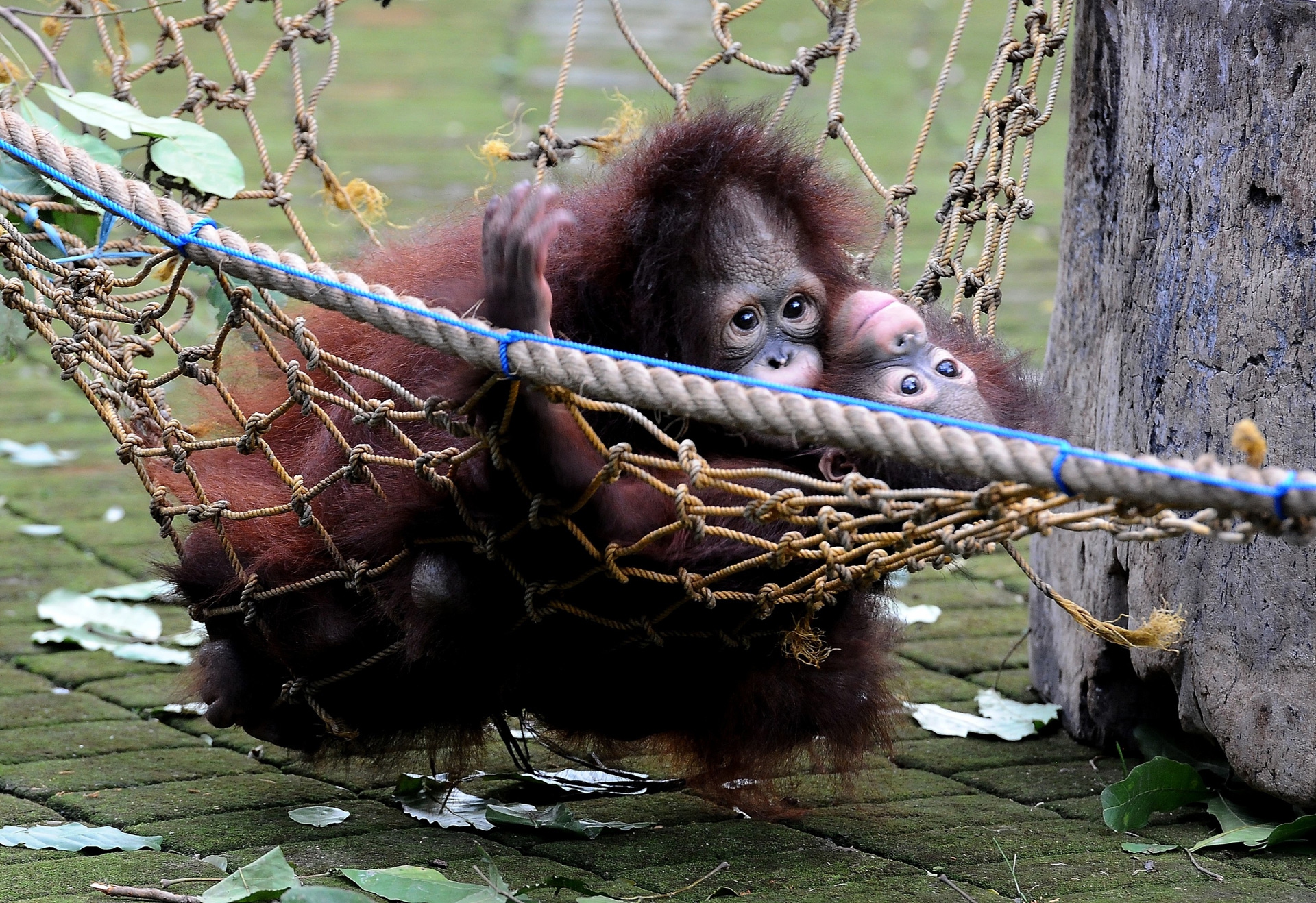 Damai e Rizki, due cuccioli di orango tornano il libertà