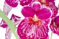 Miltonia: come curare questa orchidea