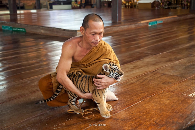 Un monaco buddista con un cucciolo di tigre