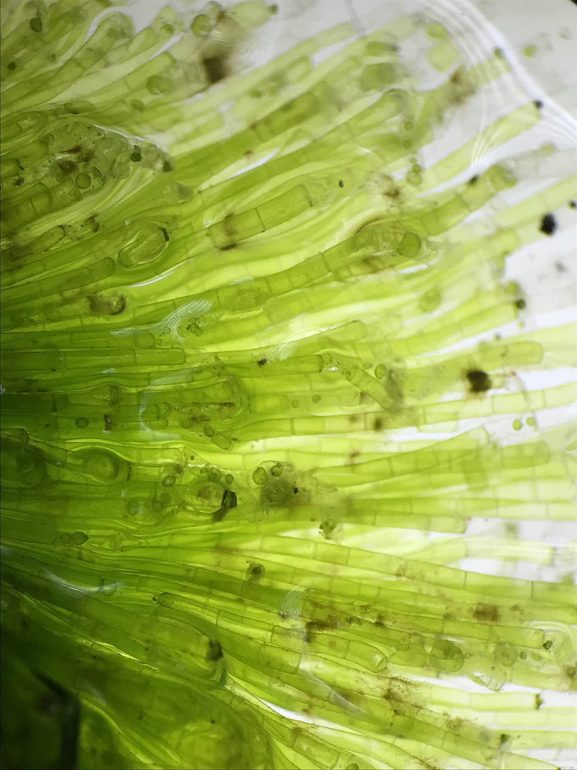 Alghe Limu al Microscopio © Gwen Arkin