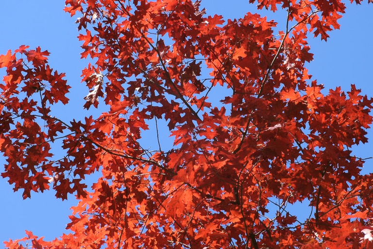 quercia rossa central park