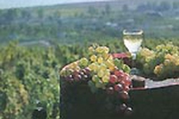 Rassegna Villa Favorita. Vuoi degustare ottimi vini naturali?