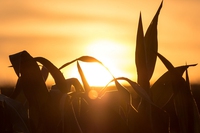 L’agricoltura biologica può contribuire a tagliare le emissioni in Europa