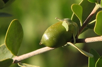 Olio di jojoba per pelle e capelli: come usarlo per il loro riequilibrio
