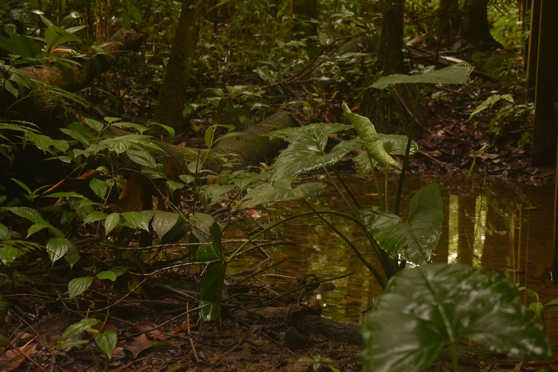 Vegetation in the Amazon