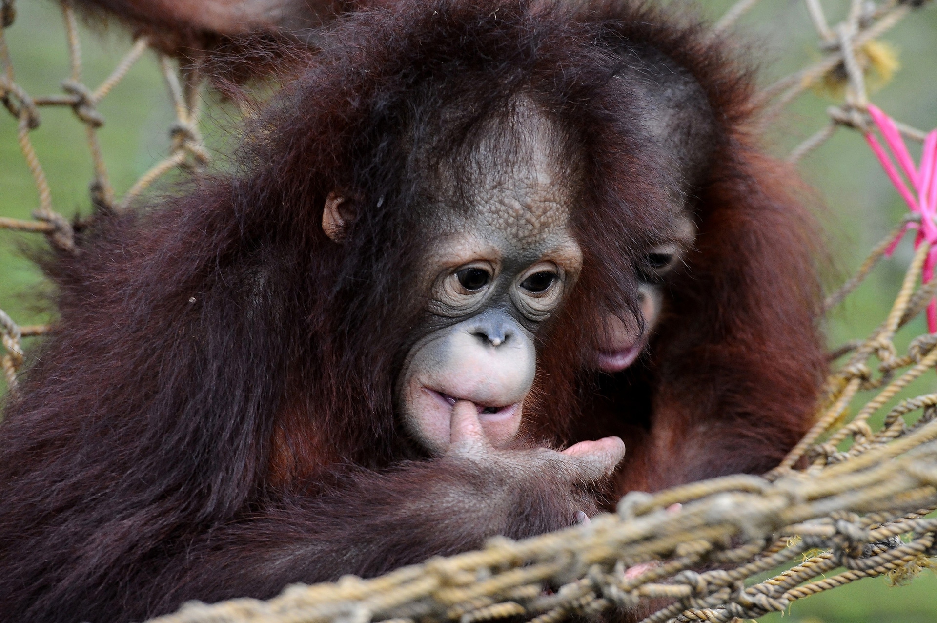 Damai e Rizki, due cuccioli di orango tornano il libertà