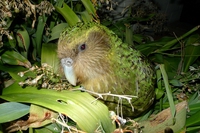 Nuova Zelanda, stagione riproduttiva da record per il raro kakapo