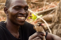 Mozambico, come comunicano uomini e uccelli per trovare il miele