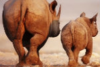 Commercio illegale di animali. Un affare da 1,9 miliardi di dollari
