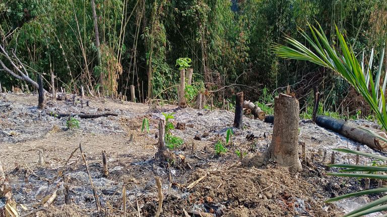 jhum cultivation