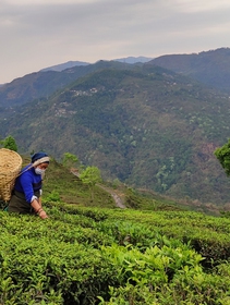 Poverty among Indian tea workers is laid bare by the Covid-19 pandemic
