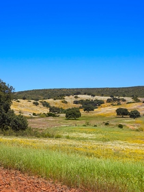 Agroforestazione, dal passato una sfida per il futuro dell’agricoltura