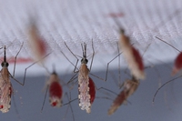 Di cosa dobbiamo preoccuparci davvero dopo il caso di malaria autoctona