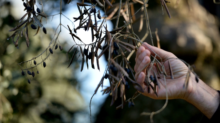 Il batterio Xylella, che ha colpito la Puglia, provoca il disseccamento degli olivi © Getty Images
