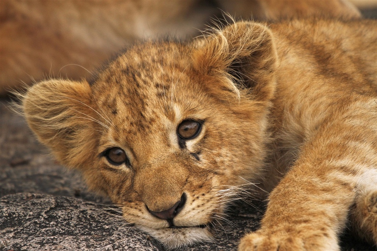 cucciolo di leone