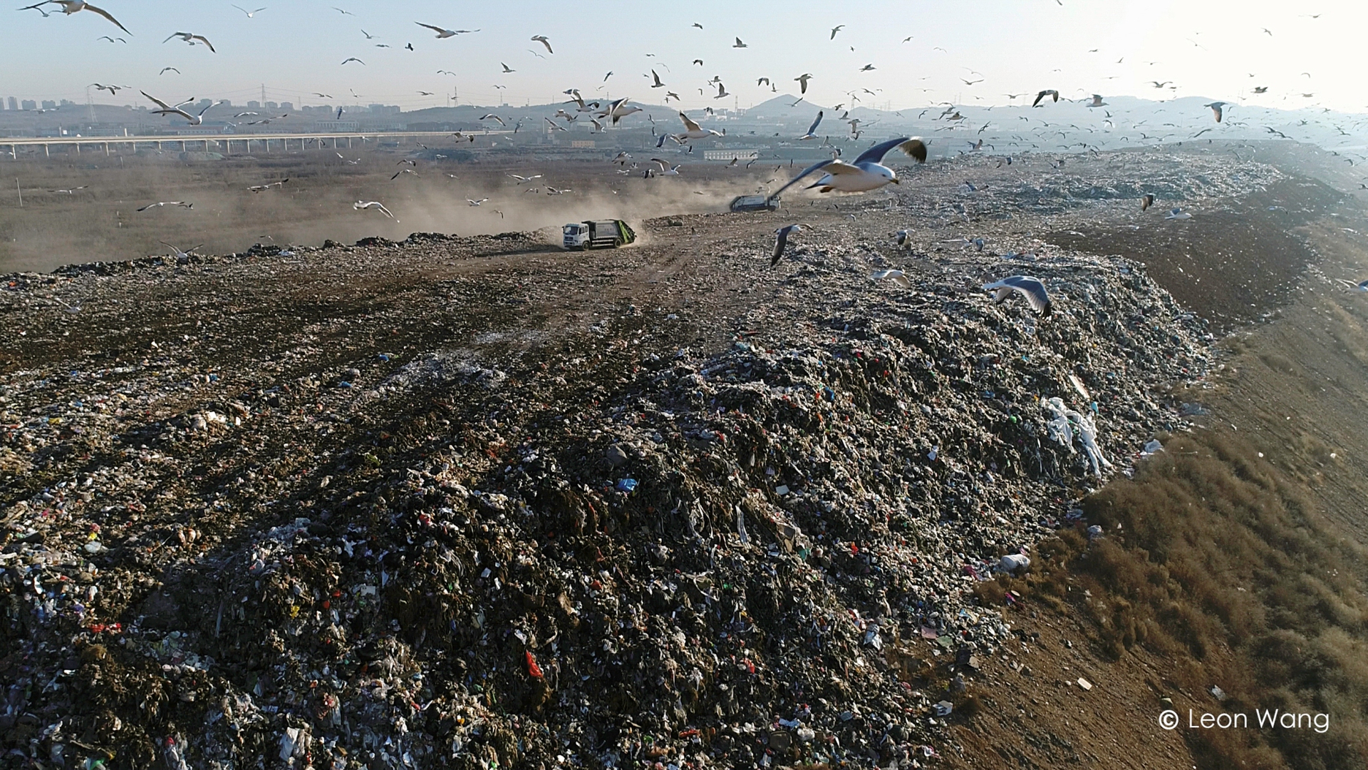 Hungry Seagull, di Leon Wang (Cina)
