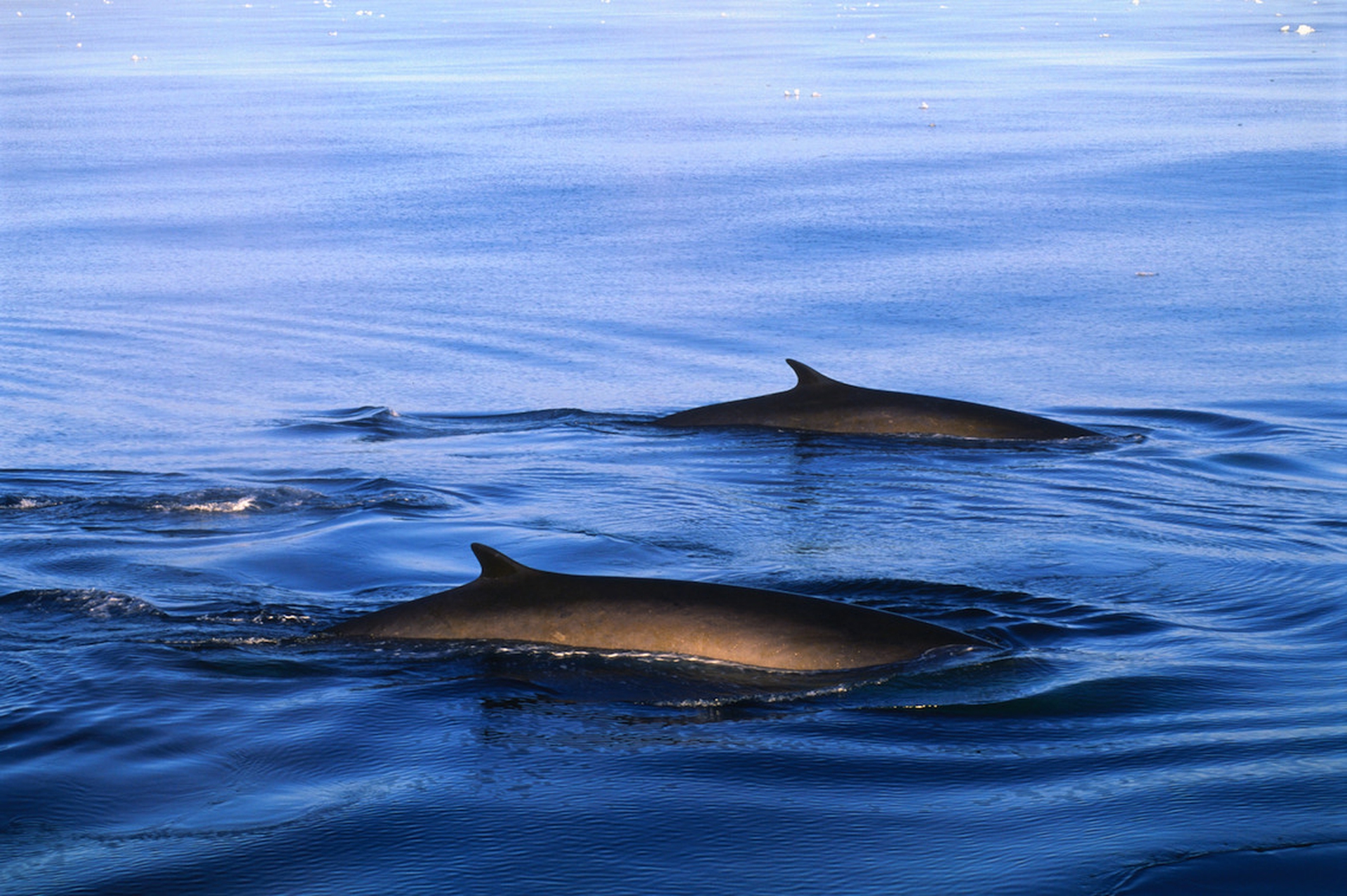 How the giants of the ocean are doing