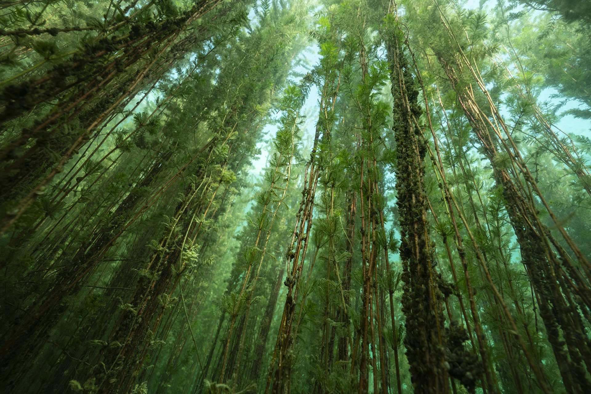 Foresta sommersa di alghe in Svizzera