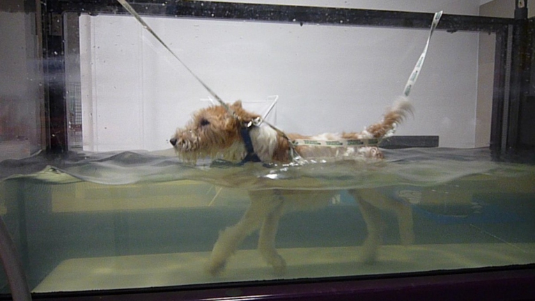 fisioterapia per animali