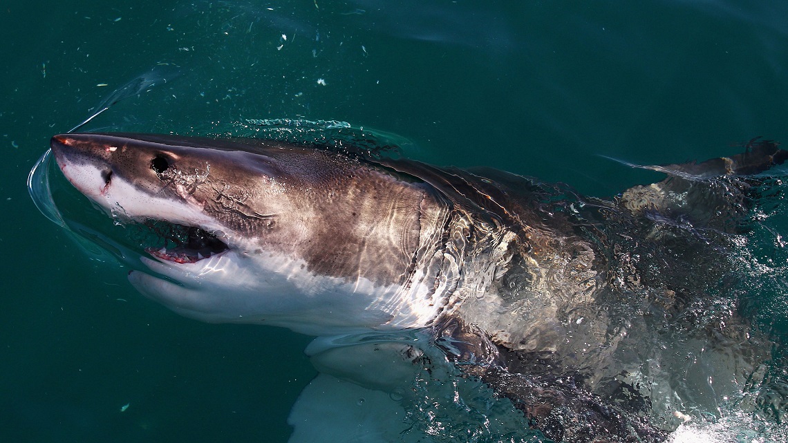 Great white sharks are disappearing from the Mediterranean why that's