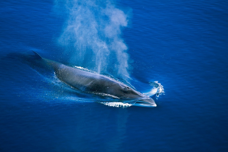 Fin whale (Balaenoptera bonaerensis)