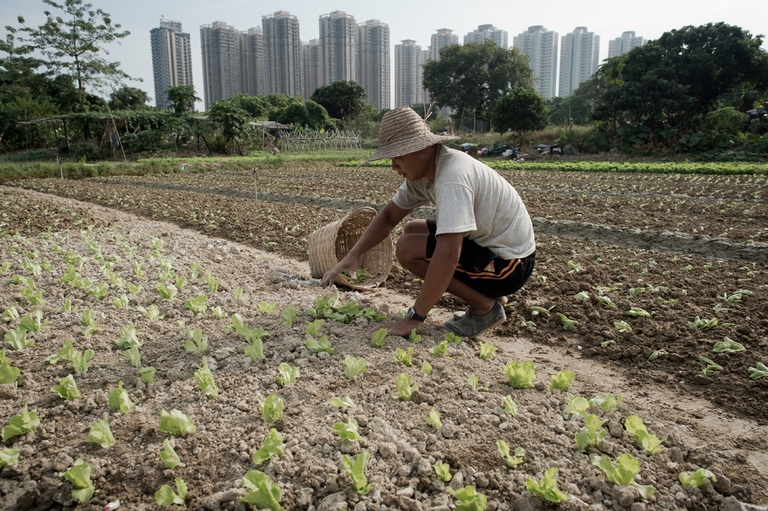 Un contadino lavora il suo campo a Hong Kong. I villaggi agricoli che si affacciano sulla Cina sono in lotta contro i costruttori accusati di accaparrarsi le loro terre.