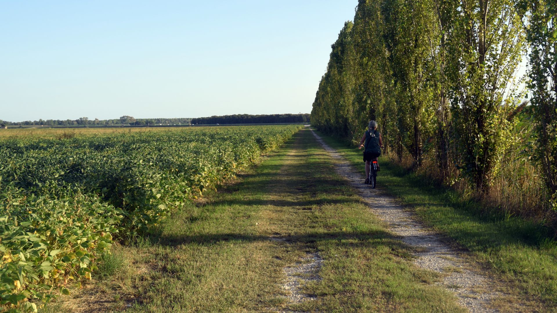 Campo di soia bruciato
