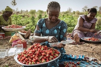 Burkina Faso, la cintura verde che protegge la capitale dalla crisi climatica