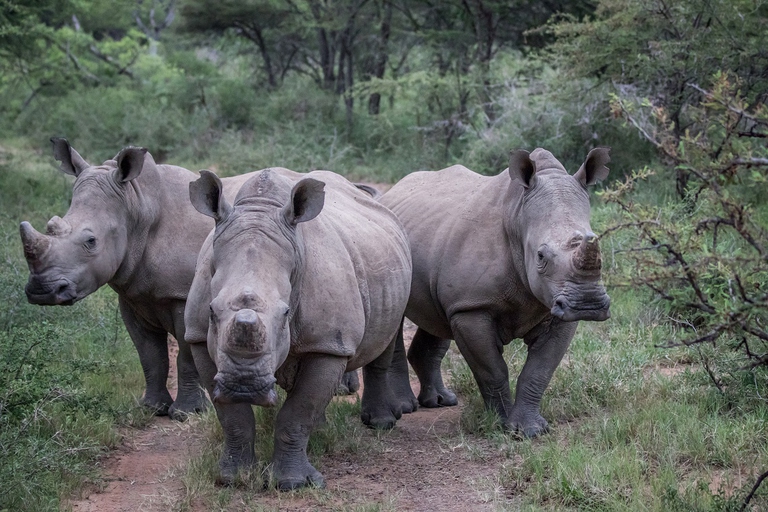 poaching, rhinos, south africa, decline