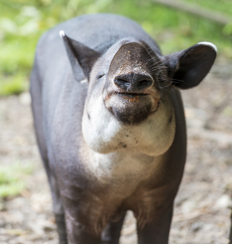tapir, brazil