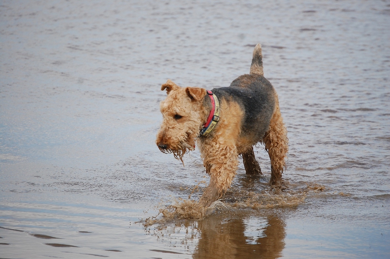 airedale in acqua
