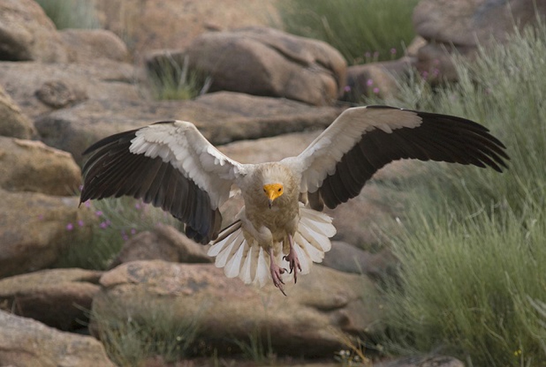 Capovaccaio (Neophron percnopterus) __