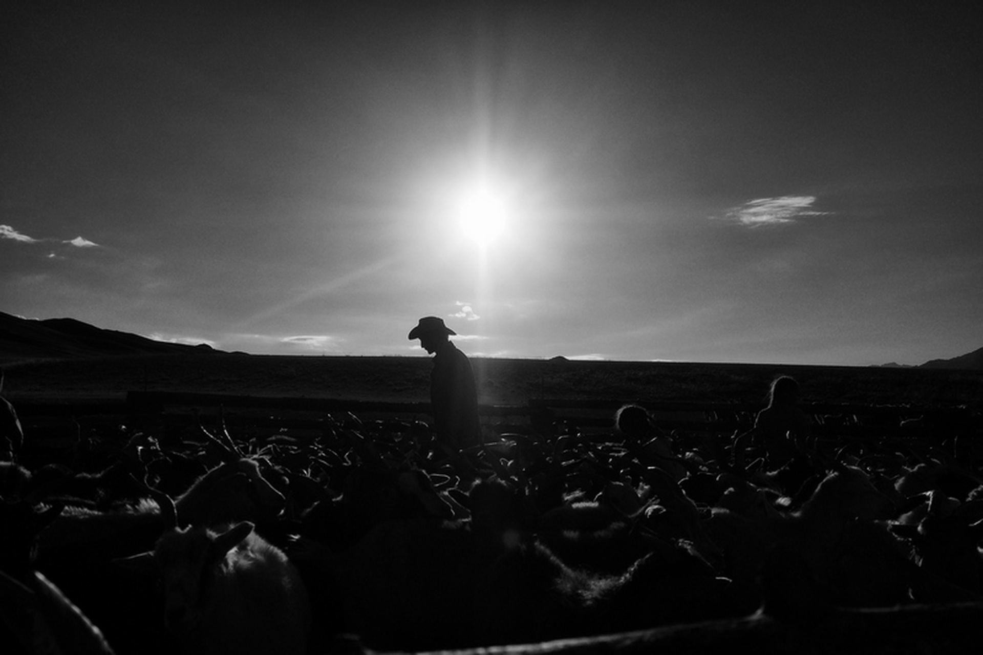 Sara Munari, Vanishing Shepherds