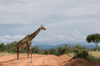 Inserire le giraffe tra le specie a rischio, per proteggerle