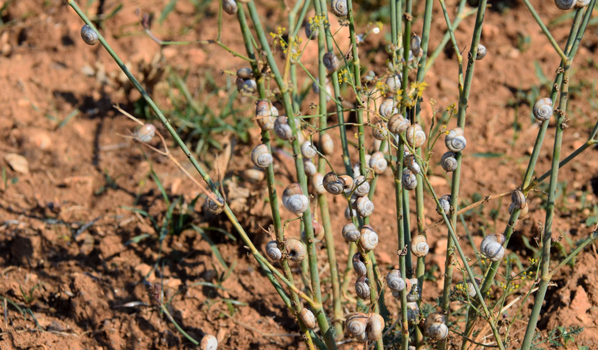 Alcune chiocciole si godono il sole autunnale